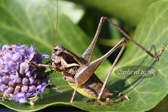 Pholidoptera fallax (Tettigoniidae)